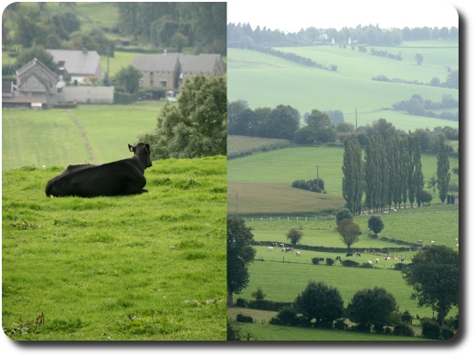 Vaches et paysages du Pays de Herve