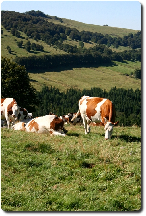 Les vaches broutent dans le prairies du Cantal